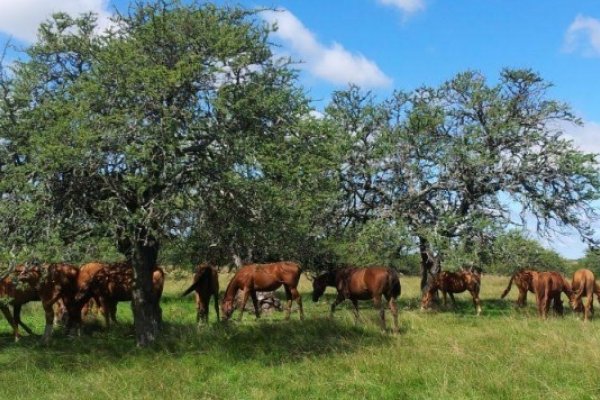 Reclamo al Gobernador por abigeato en Monte Caseros