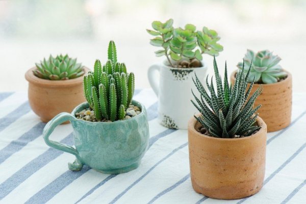 Plantas que te roban la energía y que no deberían estar en tu casa