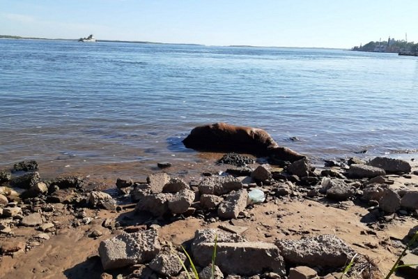 Misteriosa aparición de un caballo muerto en punta San Sebastián