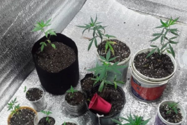 Aprehendieron a un joven por tener un jardín de marihuana en su casa