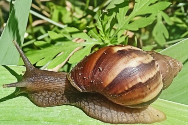 Encontraron caracoles africanos gigantes peligrosos para las personas