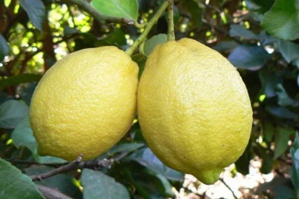 Fuerte caída en la producción de limón