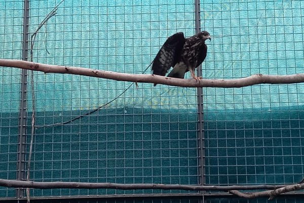 Le injertaron plumas a un ave para que pueda volver a volar