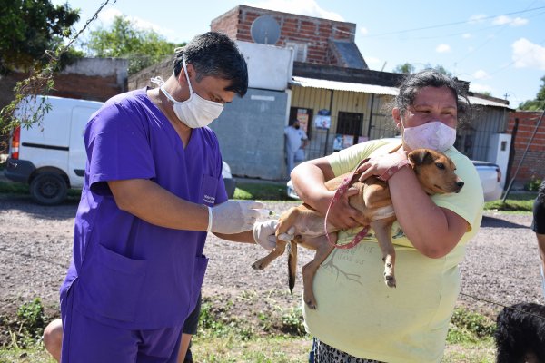 El promedio mensual de castraciones aumentó un 33% con respecto a 2019