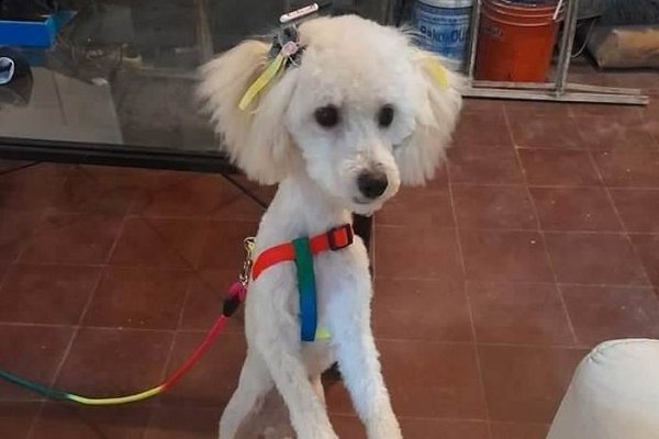 Ladrón sustrajo una mascota por encima de una reja