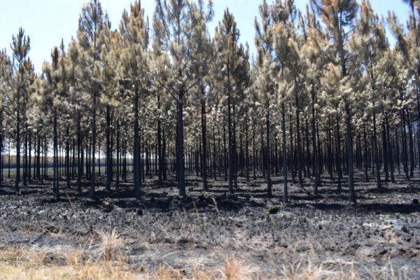 Estiman que 4.000 hectáreas de bosques implantados fueron afectadas por el fuego