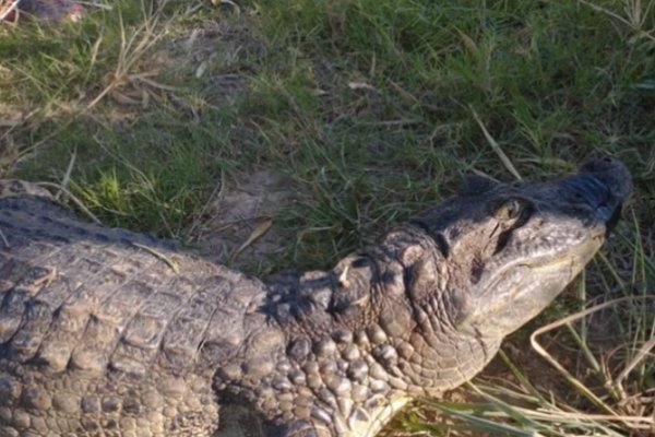 Corrientes: Yacaré apareció en un barrio y se comió a un caniche