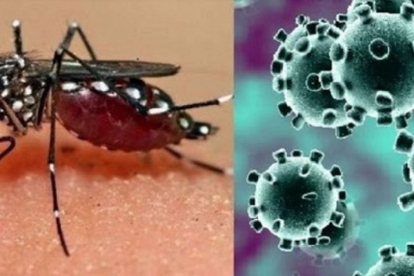 Un joven contrajo dengue y coronavirus