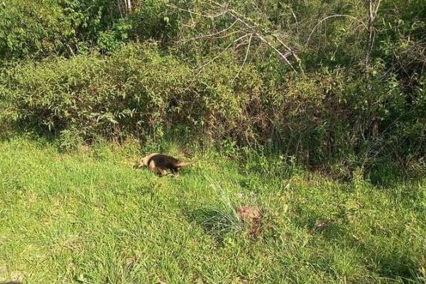 La Reserva natural de Santo Tomé tiene un nuevo integrante