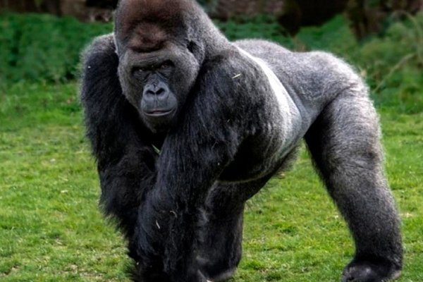 Dos gorilas del zoológico de San Diego tienen coronavirus