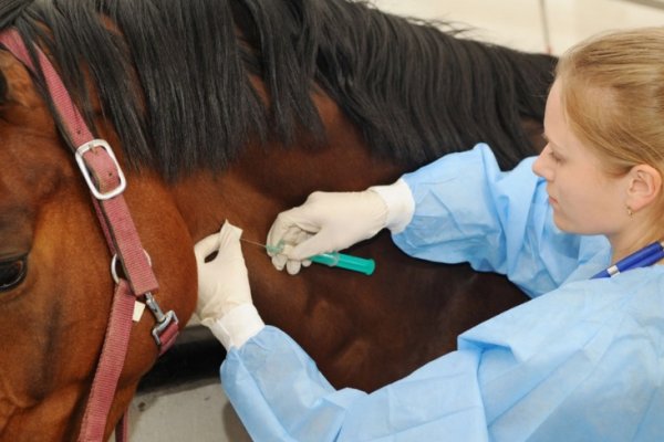 Medios del mundo celebran la efectividad del suero equino desarrollado en Argentina