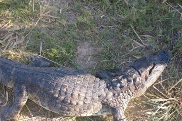 Un yacaré fue encontrado en un barrio de Santa Ana: salió en búsqueda de agua