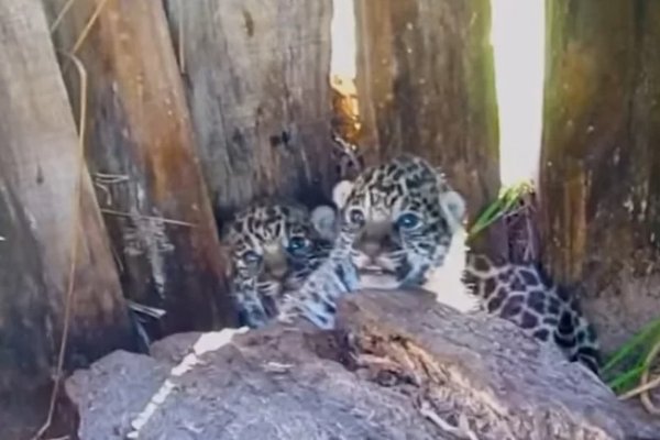 VIDEO| Nacieron dos cachorros de yaguareté en el Iberá