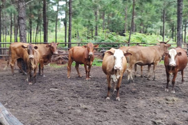 Recuperaron animales robados en Concepción