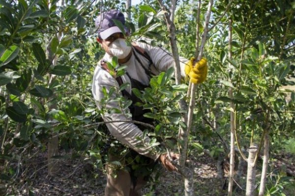 La Nación envía subsidios para casi 600 tareferos correntinos