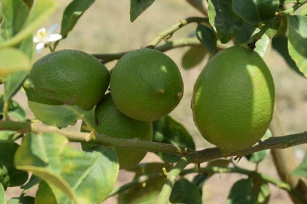 Evalúan el desarrollo del Plan Limón en San Cosme y Ramada Paso