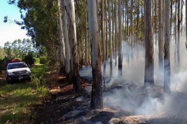 Un  incendio consumió parte de una forestación