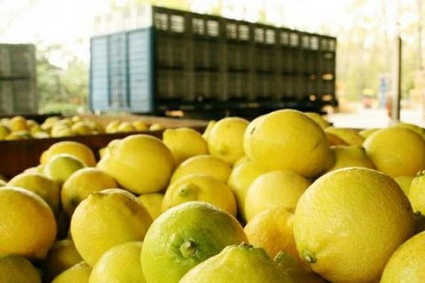 Plan Limón: Pequeños productores de la Colonia 2 de Abril, interesados en sumarse al programa