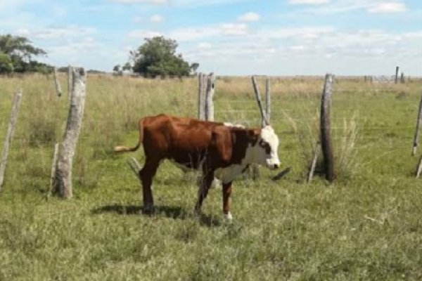 Recuperaron un animal bovino sustraído en Concepción