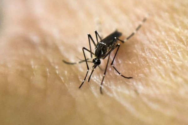 Descubren que los mosquitos pueden oler los primeros signos de cáncer humano