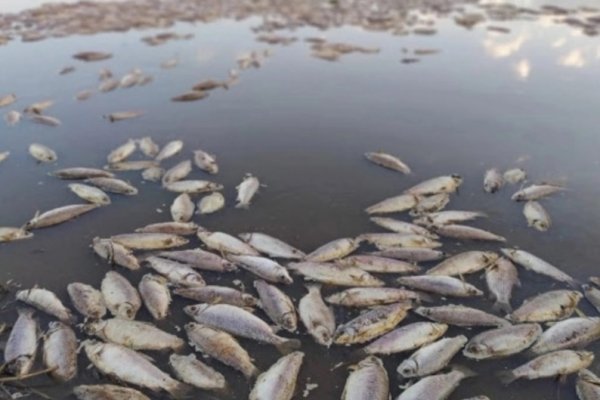Polémica por la causa de peces muertos en el río Salado