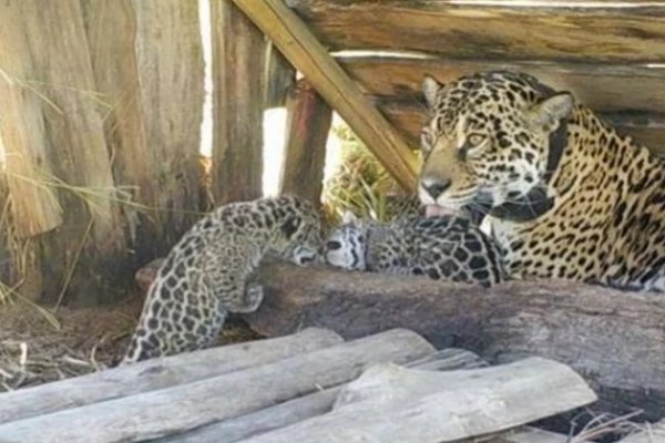 Eligieron los nombres de los cachorros de Yaguareté nacidos en el Iberá