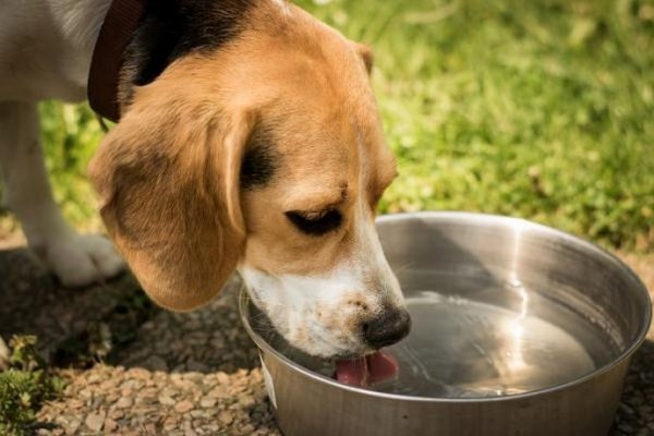 Cómo evitar un golpe de calor en tu mascota