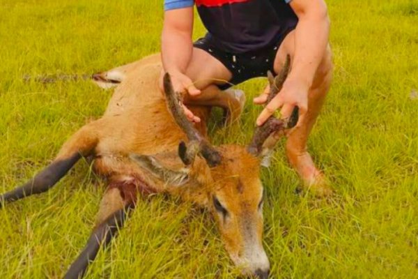 Corrientes: Mató a un ciervo y orgulloso lo subió a sus redes