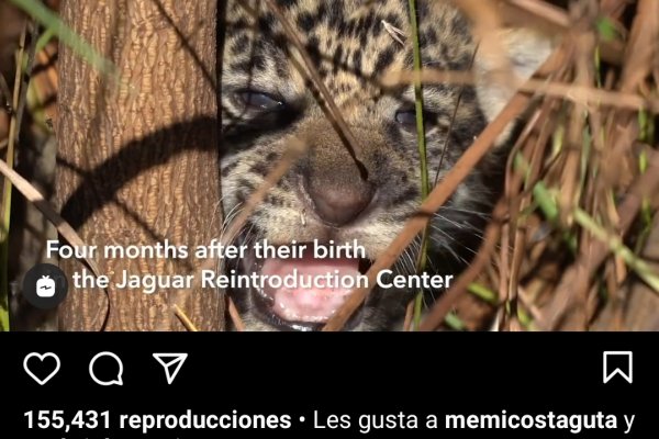 Leonardo Di Caprio destacó la reintroducción del Yaguareté en Corrientes