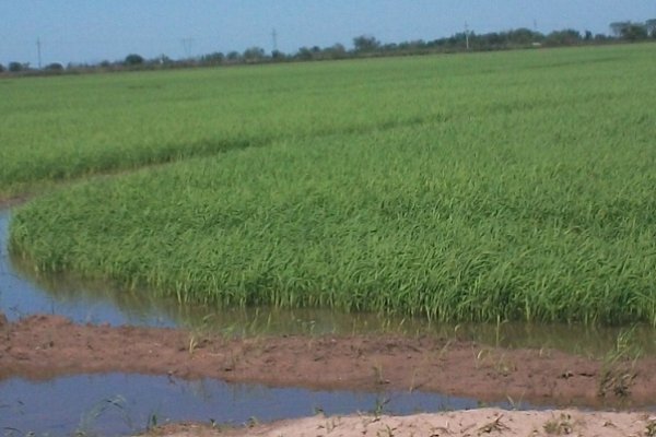 Está disponible edicto para uso de agua de arrocera