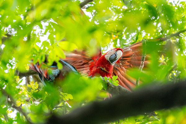 Liberaron a los primeros pichones de guacamayo rojo nacidos en el Iberá