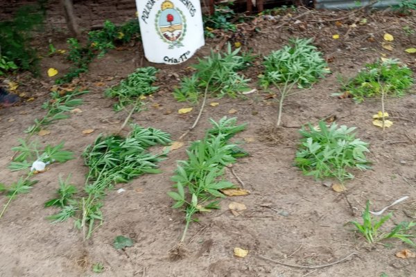 Incautaron plantas de marihuana y detuvieron a un hombre