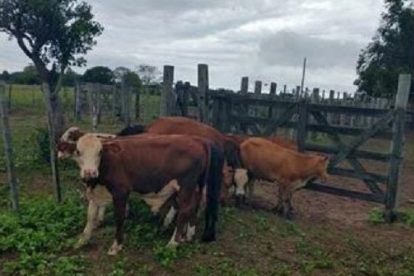 Bella Vista: Policías recuperaron 9 animales vacunos robados