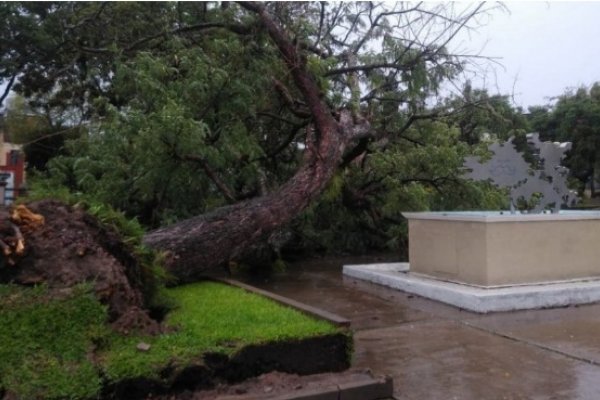 Inmenso árbol cayó en plena costanera