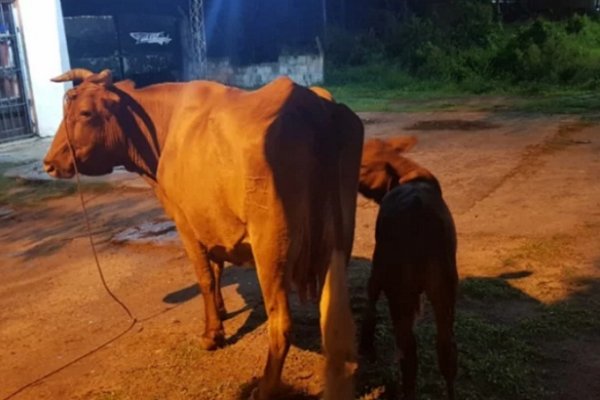 Corrientes: Sorprendieron a cuatreros y recuperaron dos vacunos