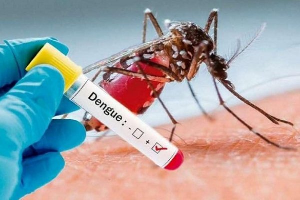 Invasión de mosquitos en Corrientes sin información sobre dengue