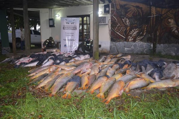 Detuvieron un camión que trasladaba más de 200 kilos de pescado