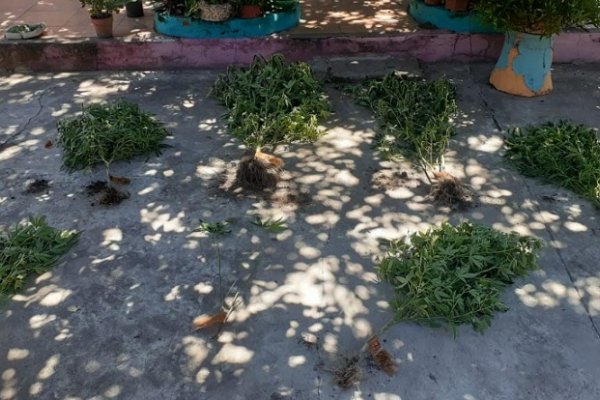 Policías allanaron una vivienda y secuestraron plantas de marihuana