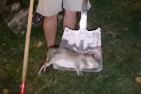 Capturan un enorme roedor cerca de una casa en un barrio de Corrientes