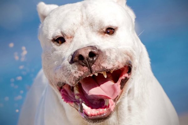 Un dogo argentino mató a una beba de un año