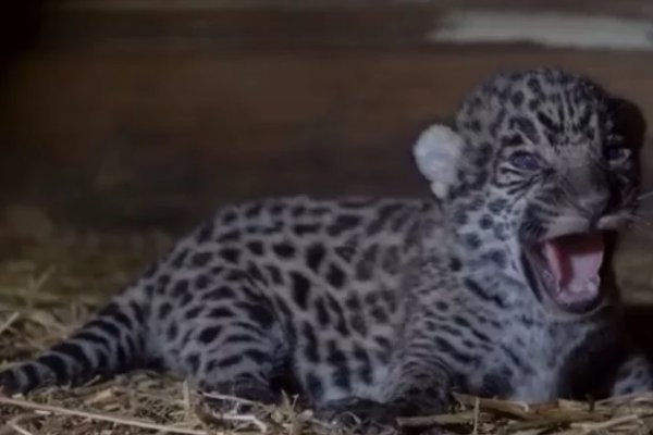 Nacieron los cachorros de Tania y Qaramta en El Impenetrable