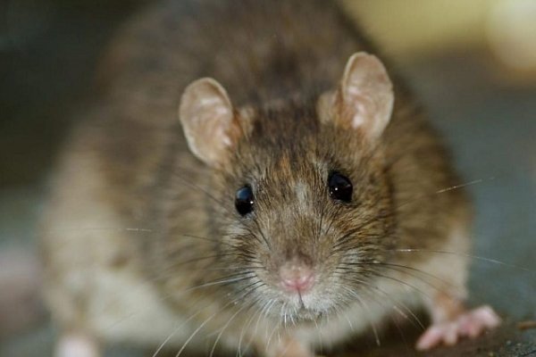 Un joven de 23 años murió de hantavirus