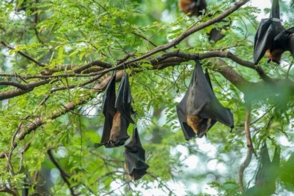 Hallaron en Tailandia un nuevo tipo de coronavirus en murciélagos