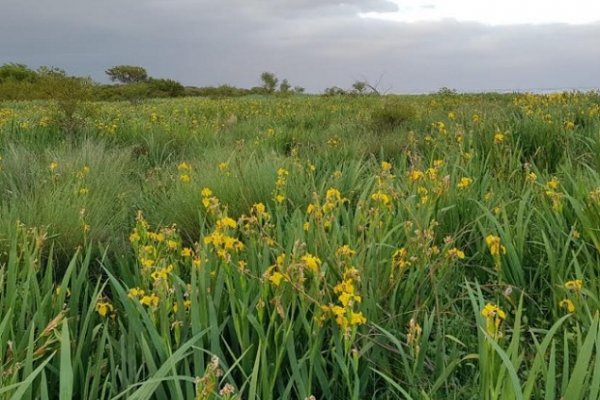 Publican el primer mapa de distribución de la maleza invasora Lirio Amarillo para la Argentina