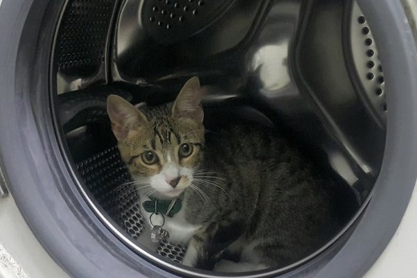 Seis meses de prisión por matar a su gato metiéndolo en el lavarropas
