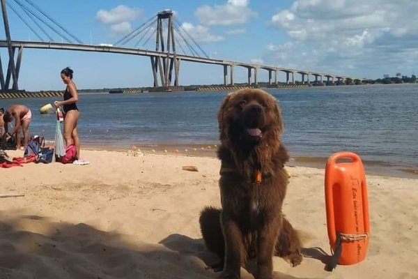 Sam, el primer perro guardavidas de Corrientes