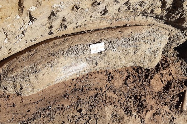 La bajante y sequía en el río Salado permitió hallar restos fósiles de más de 10.000 años