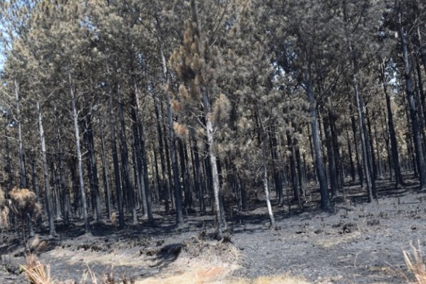 Emergencia forestal: Se inicia en terreno la recepción de las Declaraciones Juradas