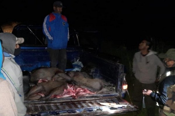 Corrientes: Caza ilegal de especies protegidas