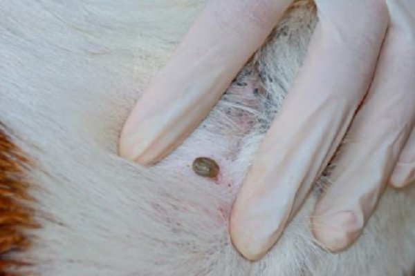 Estudian en perros enfermedades bacterianas transmitidas por garrapatas